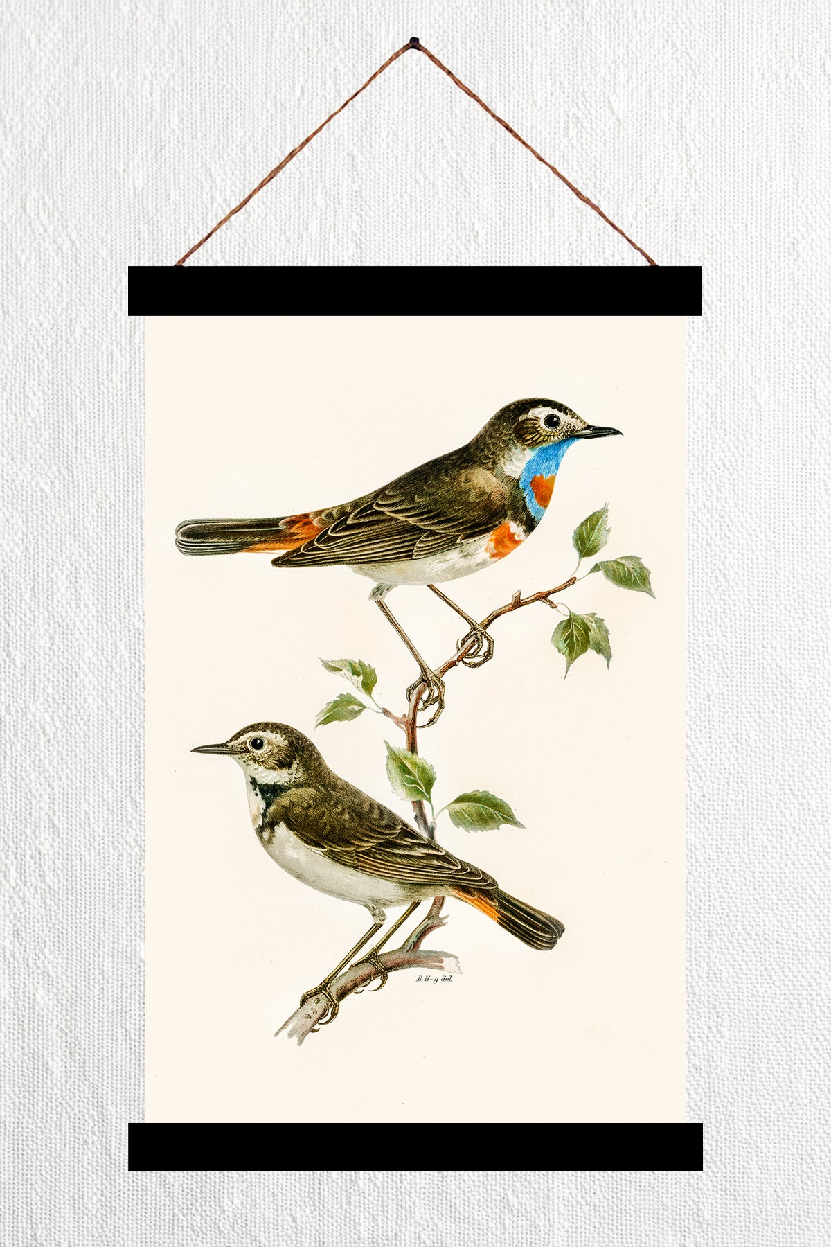 Bluethroat illustrated by the von Wright brothers
