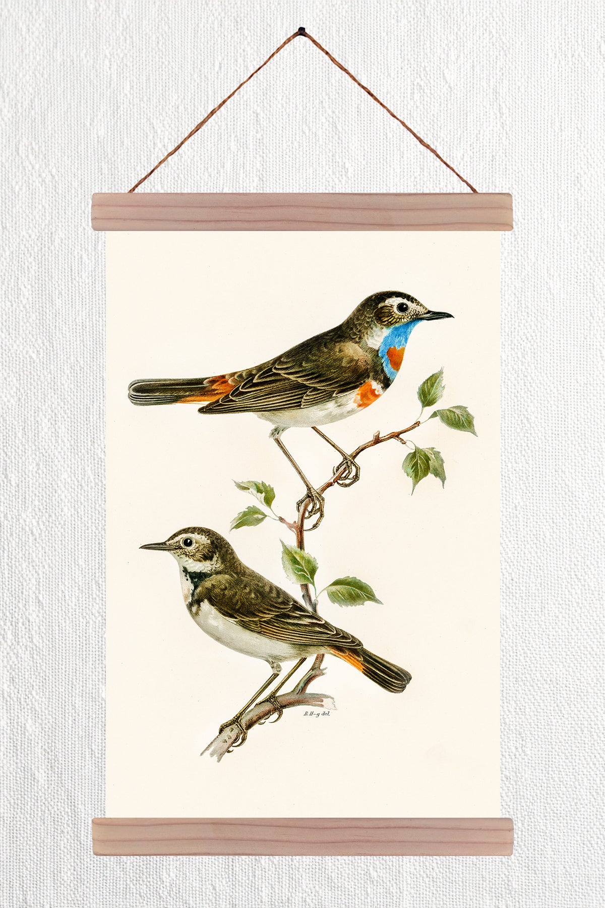 Bluethroat illustrated by the von Wright brothers