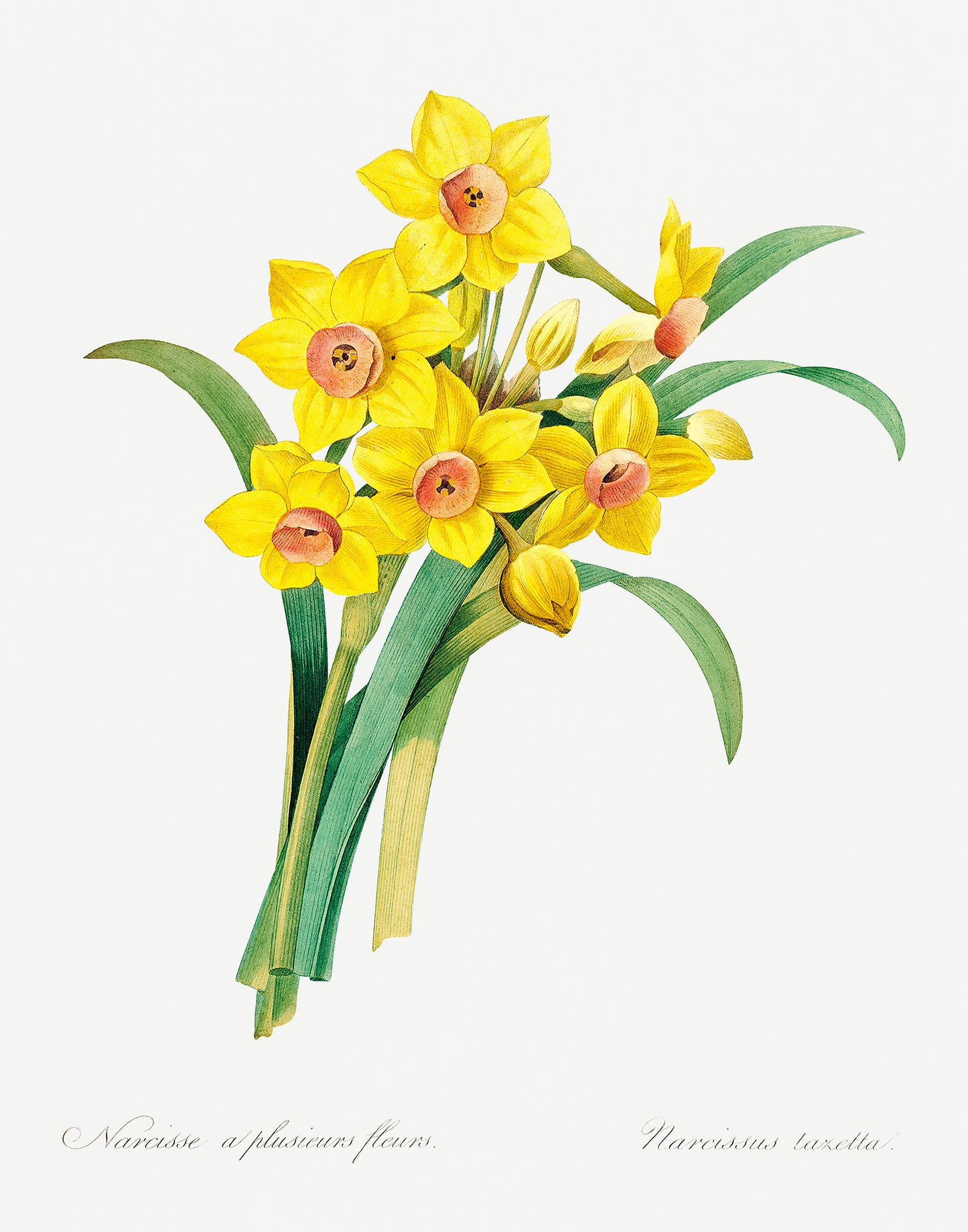 Daffodils