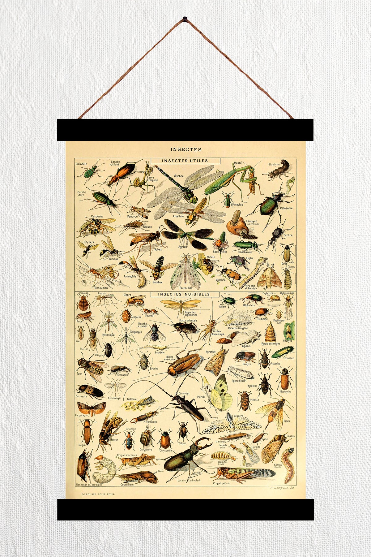 Insectes