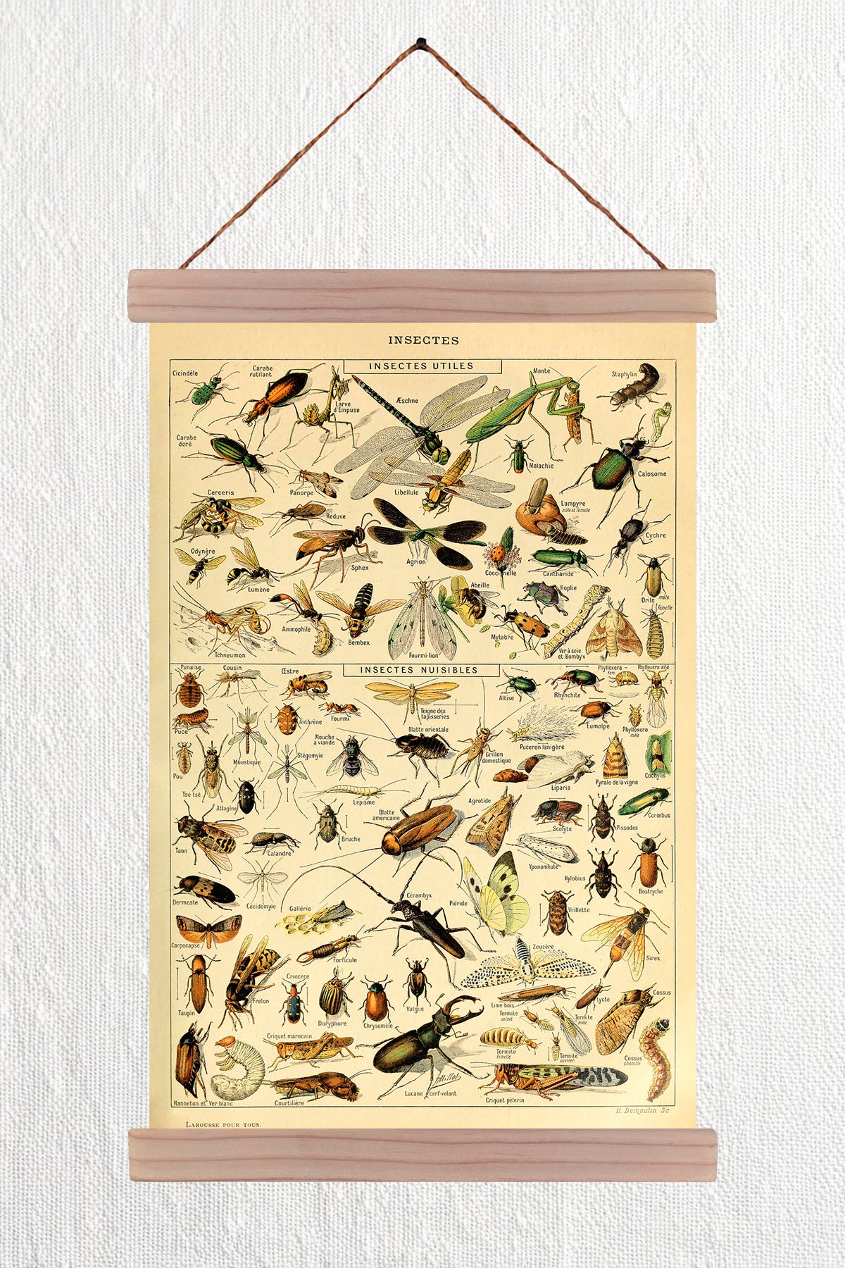 Insectes