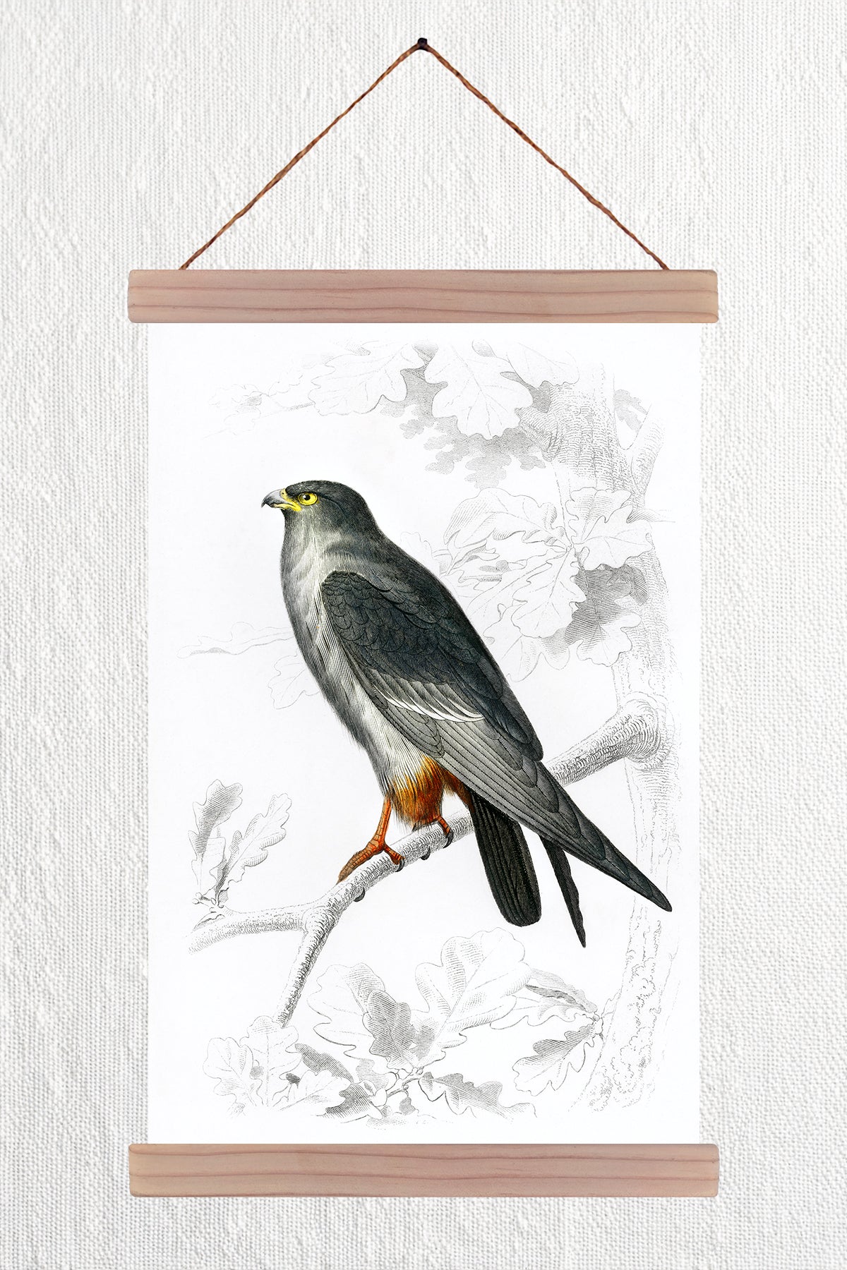 Red-Footed Falcon