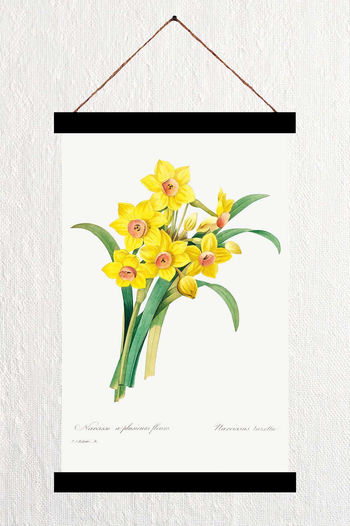 Daffodil