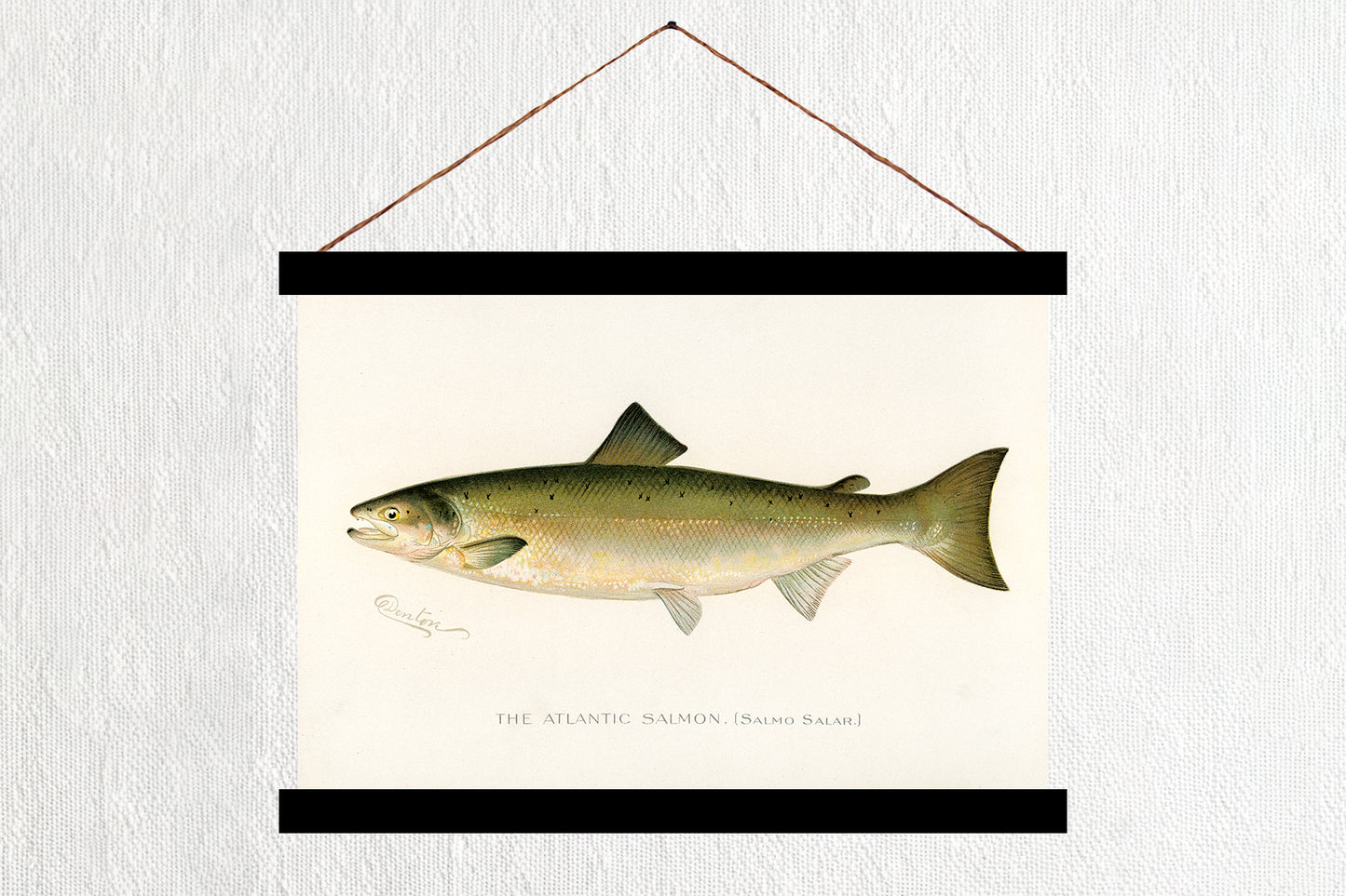 Atlantic Salmon
