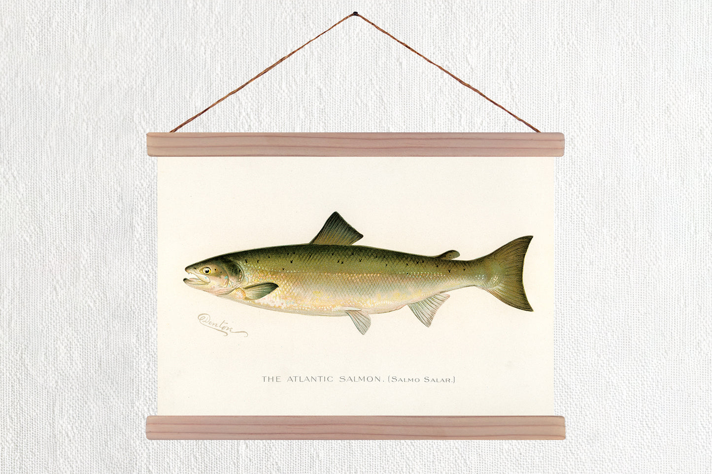 Atlantic Salmon
