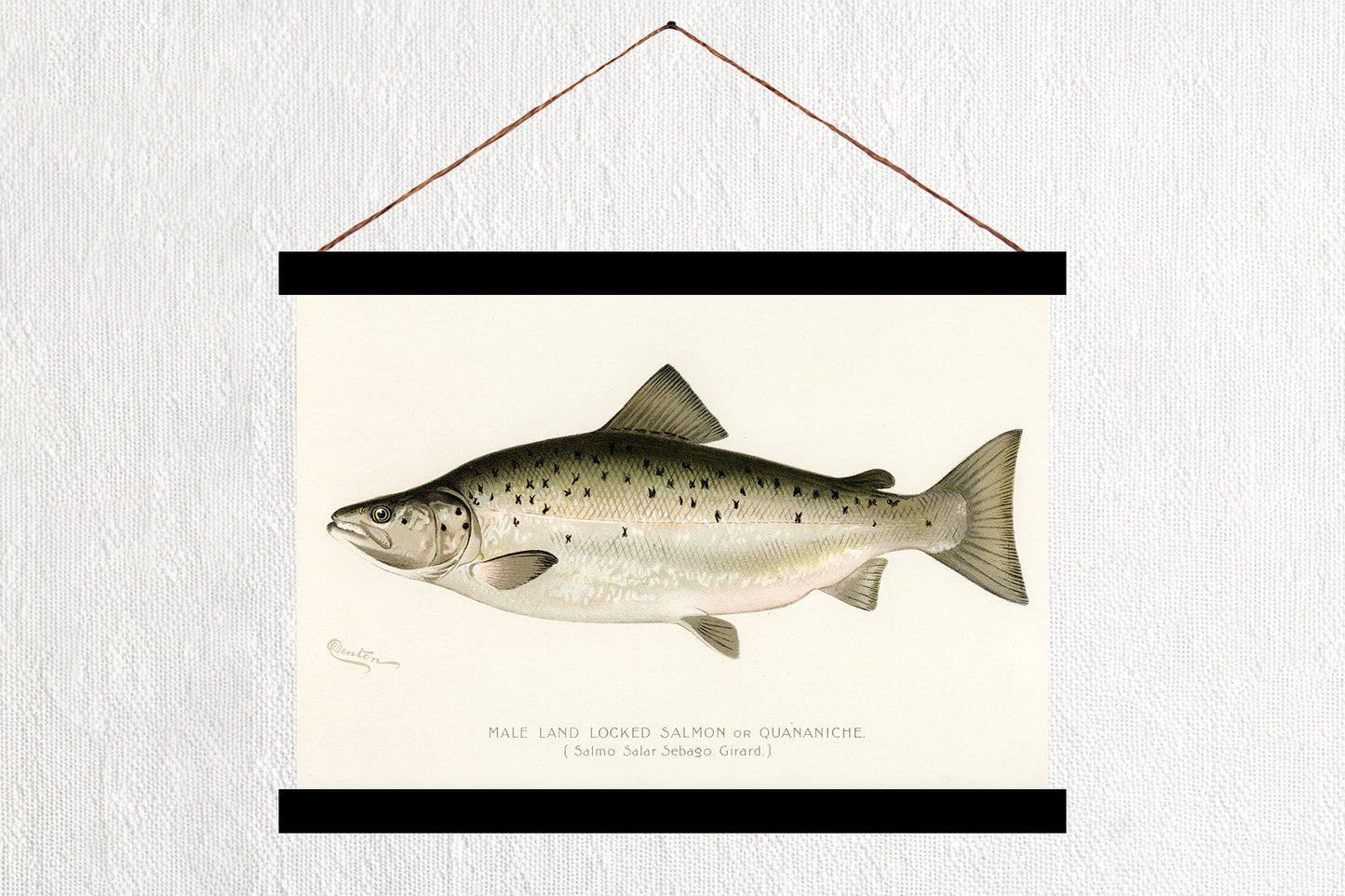 Male Land Locked Salmon