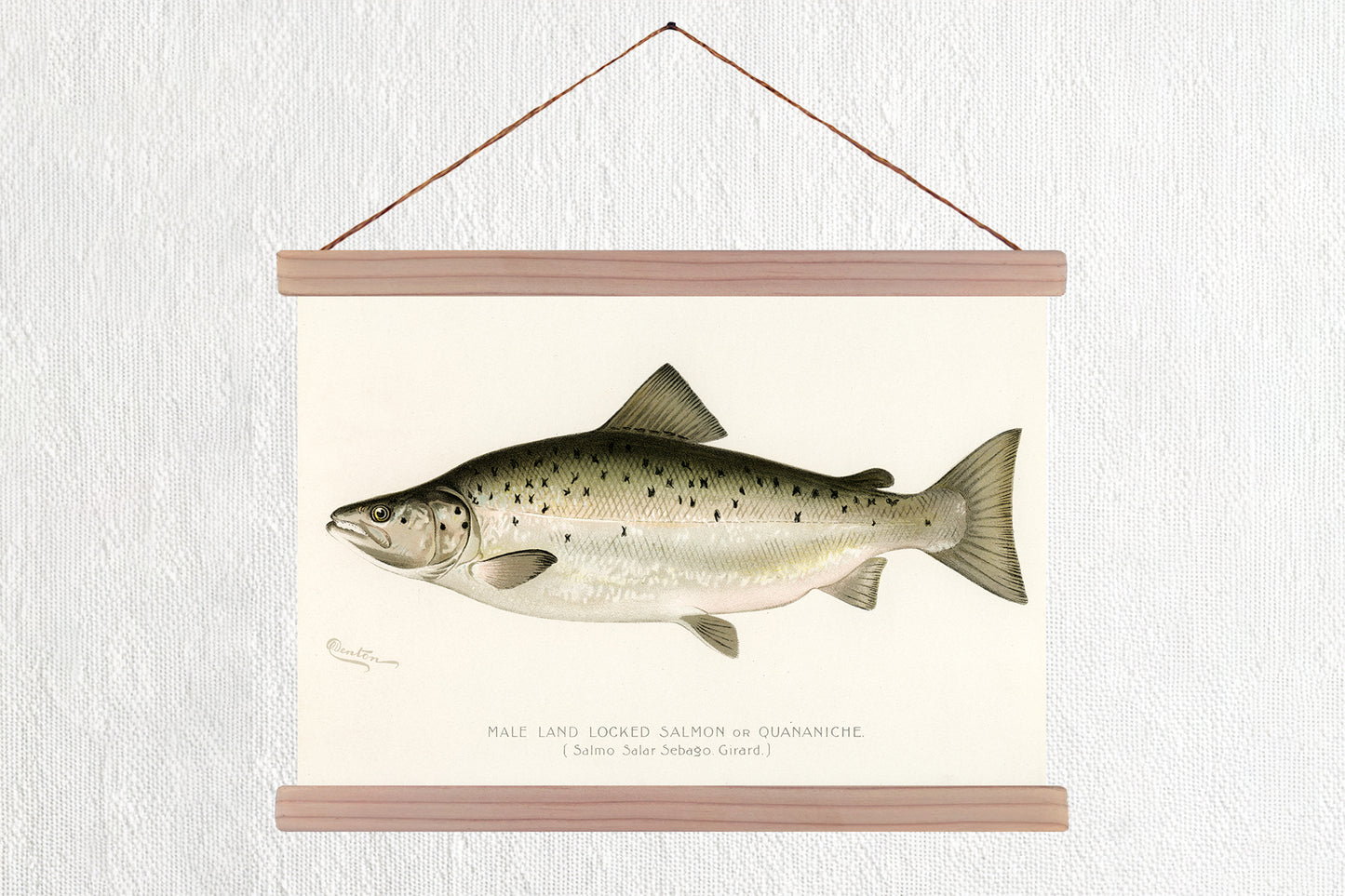 Male Land Locked Salmon