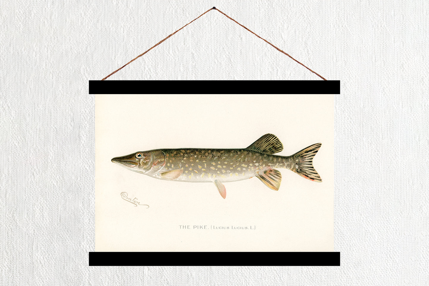 Pike