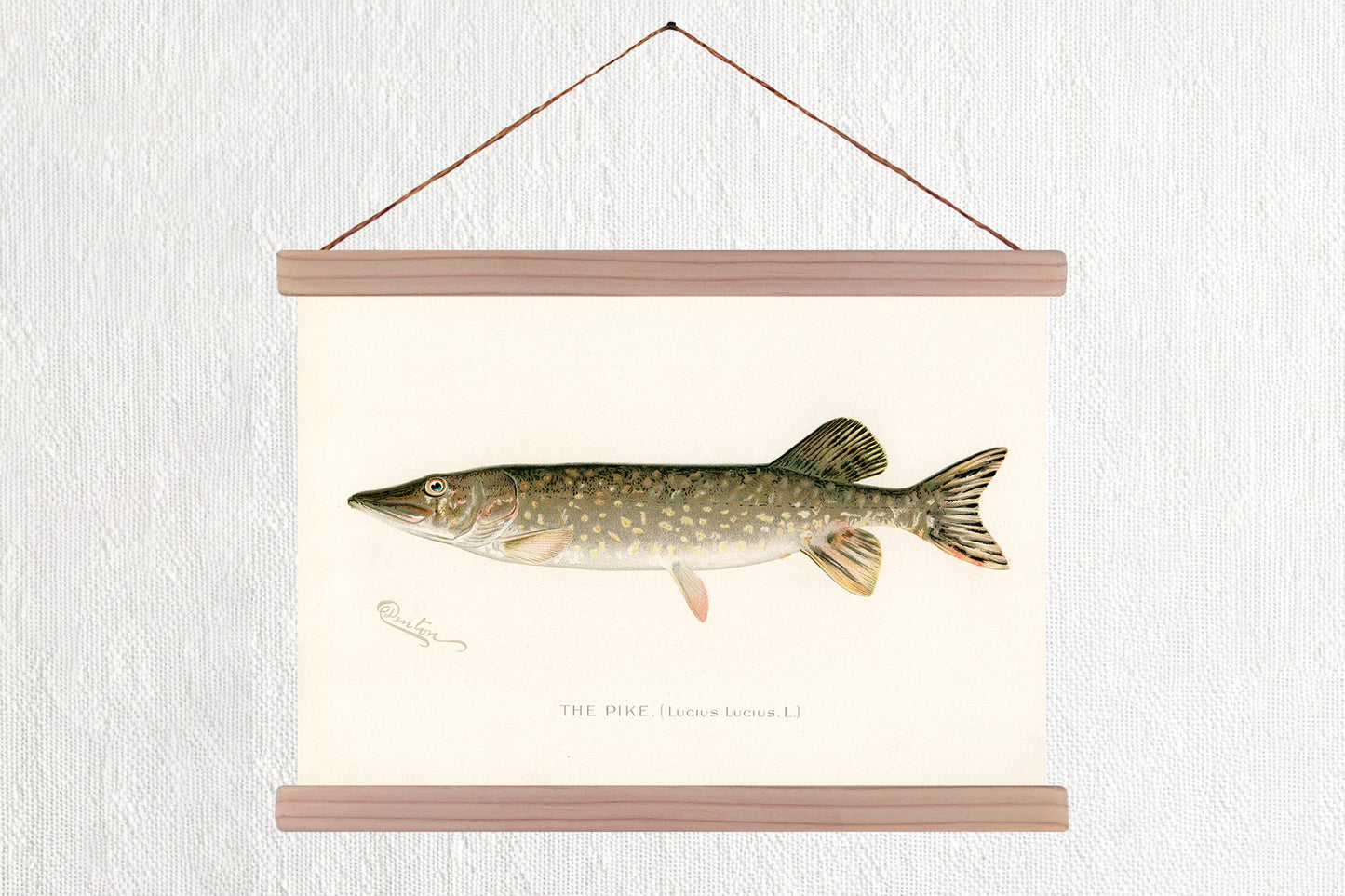 Pike