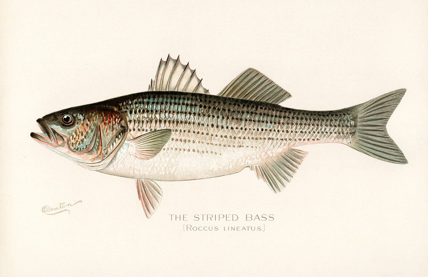Striped Bass