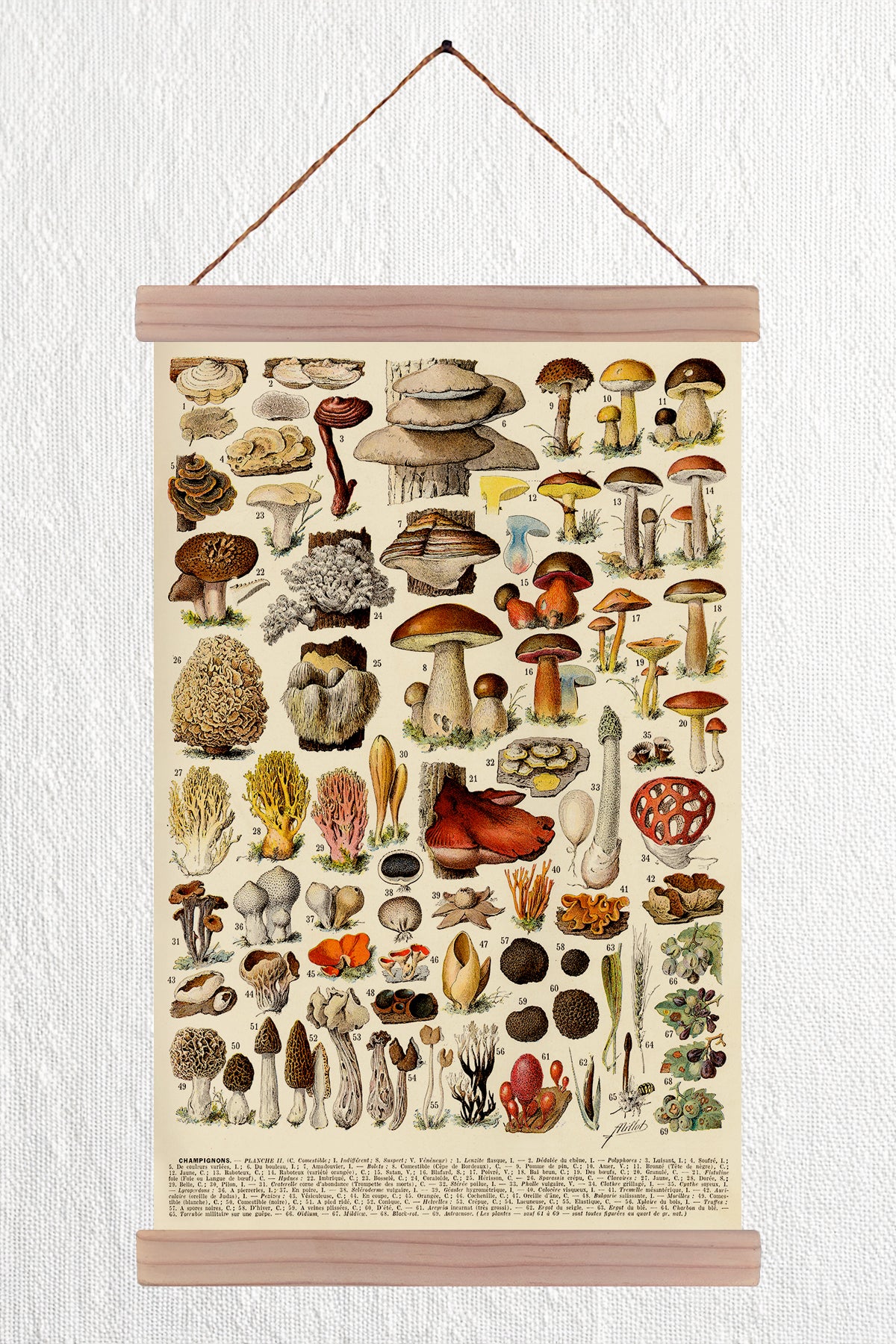 Champignons-couleurs 2