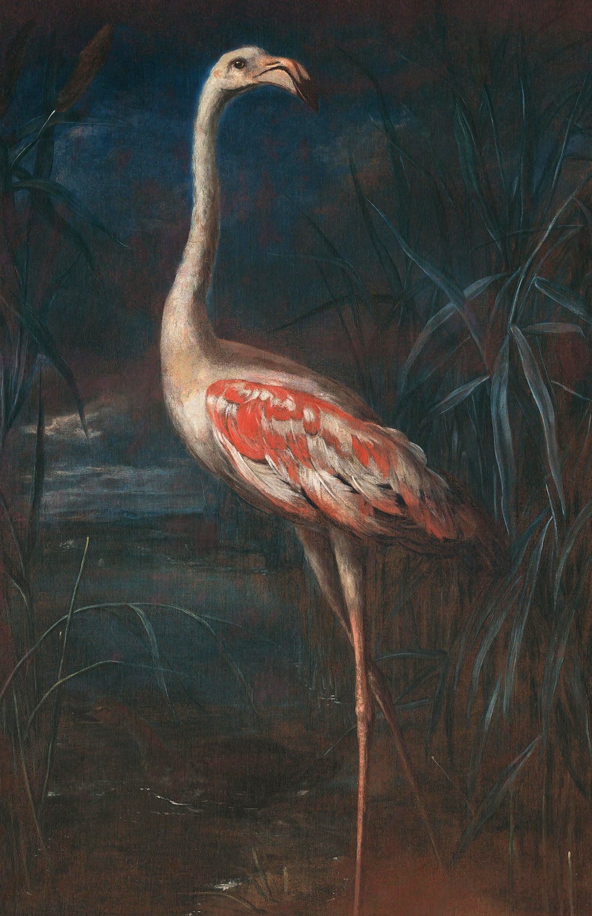 Flamingo