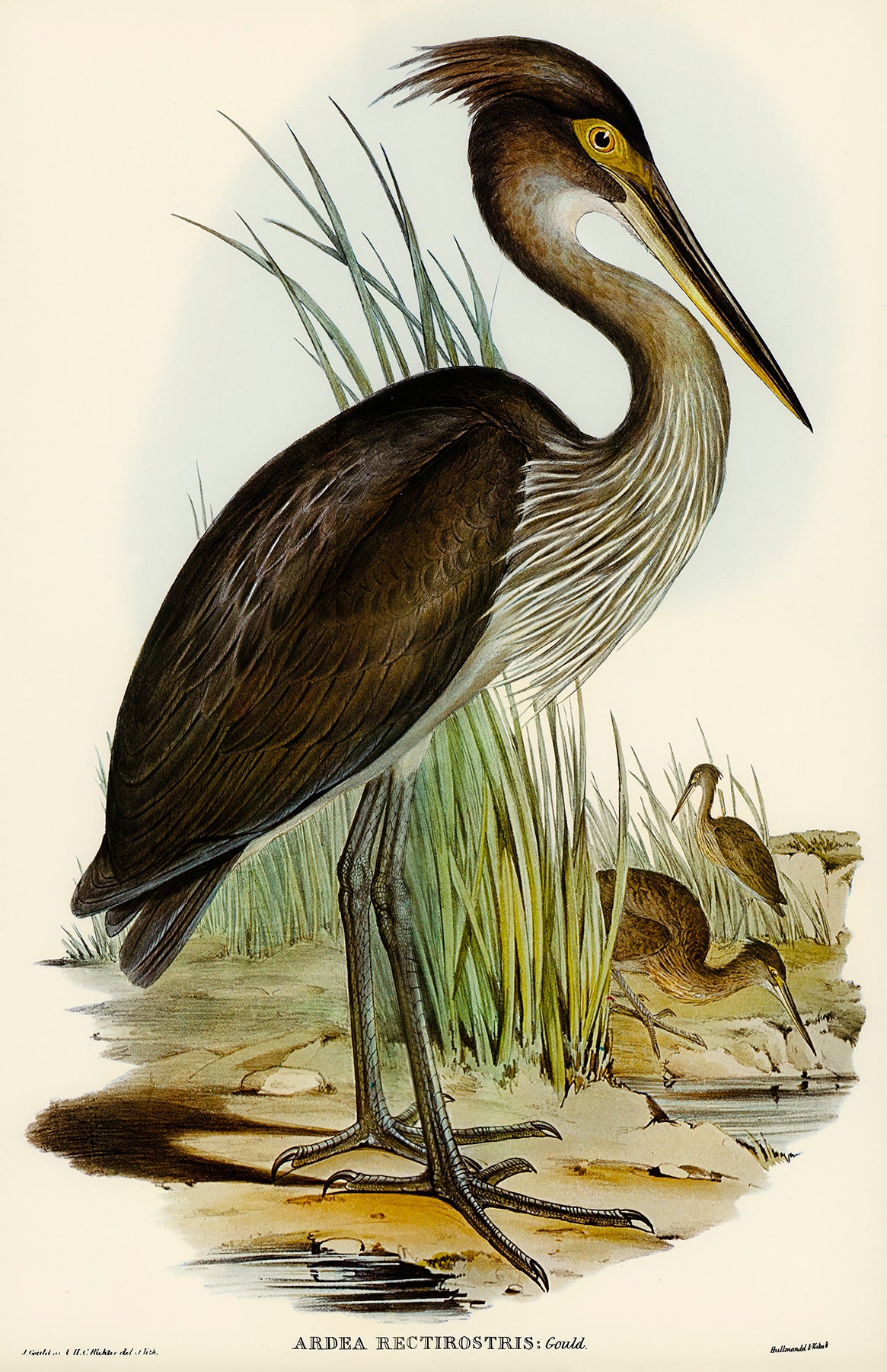 Great-Billed Heron