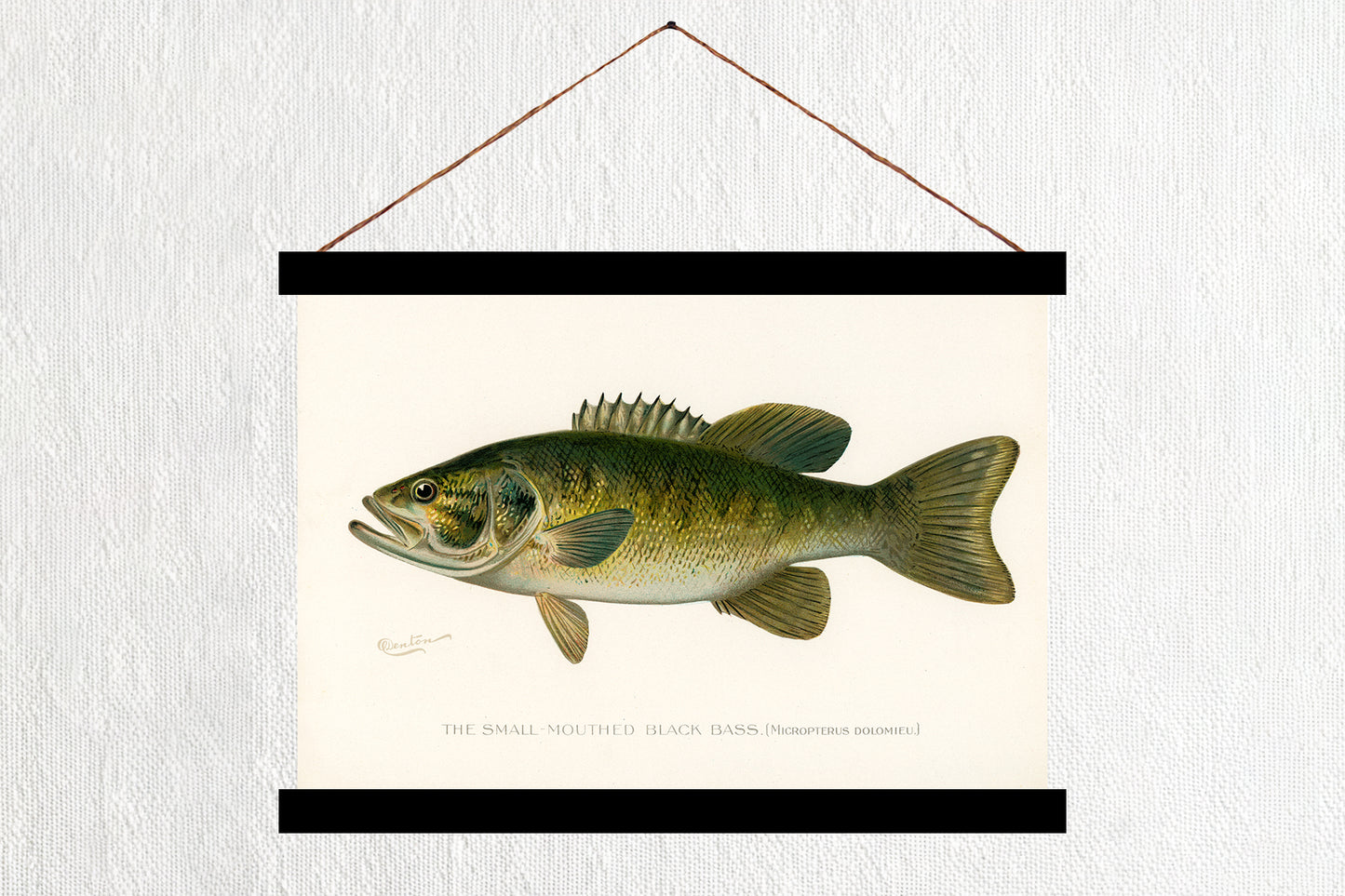 Small-Mouth Black Bass