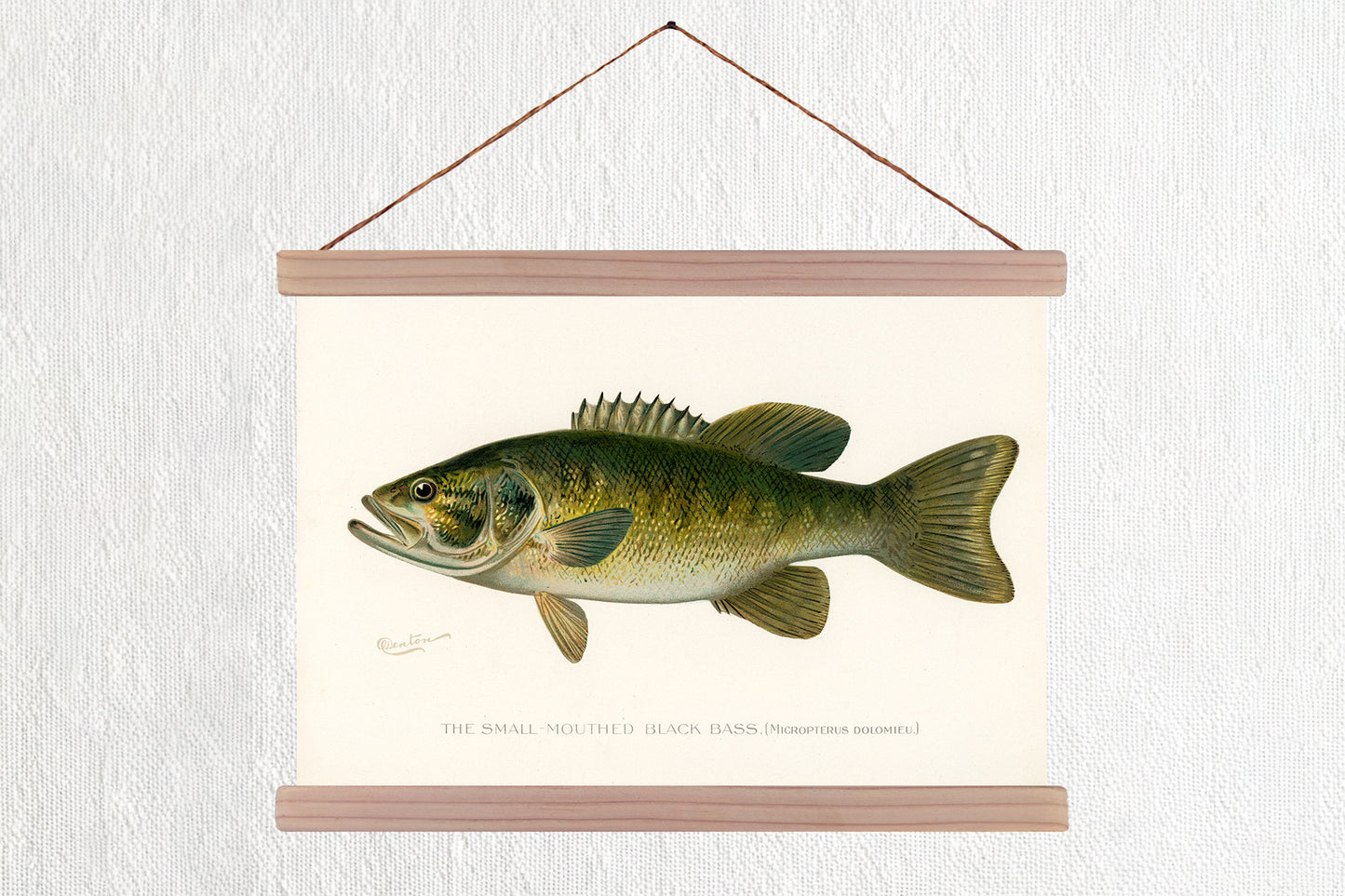 Small-Mouth Black Bass
