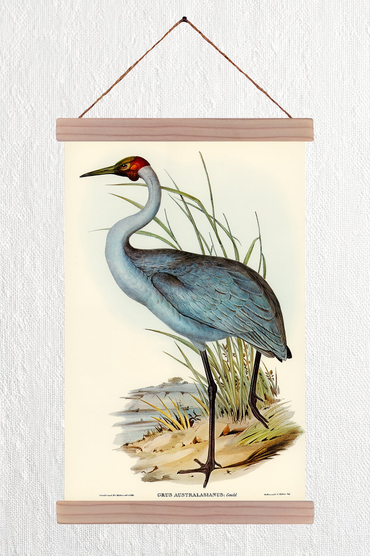 Australian Crane
