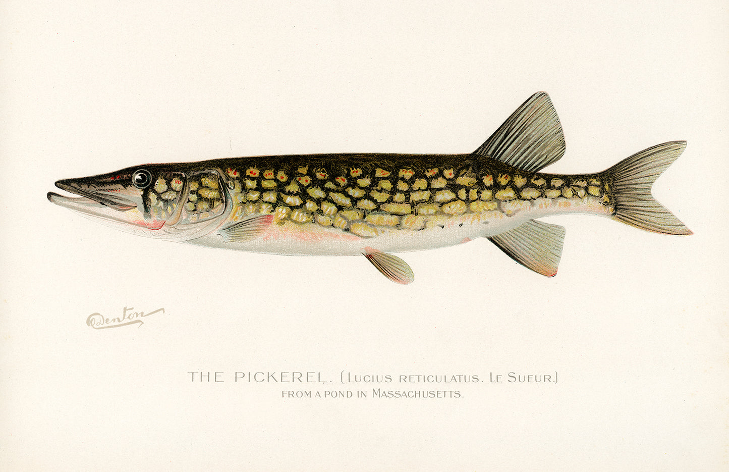 The Pickerel