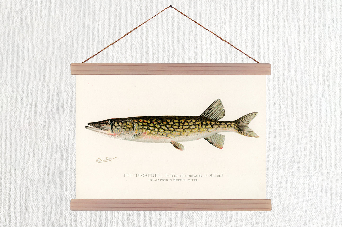 The Pickerel