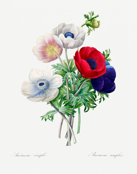 Anemone