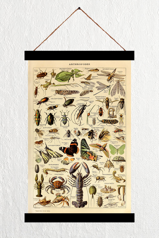 Athropodes