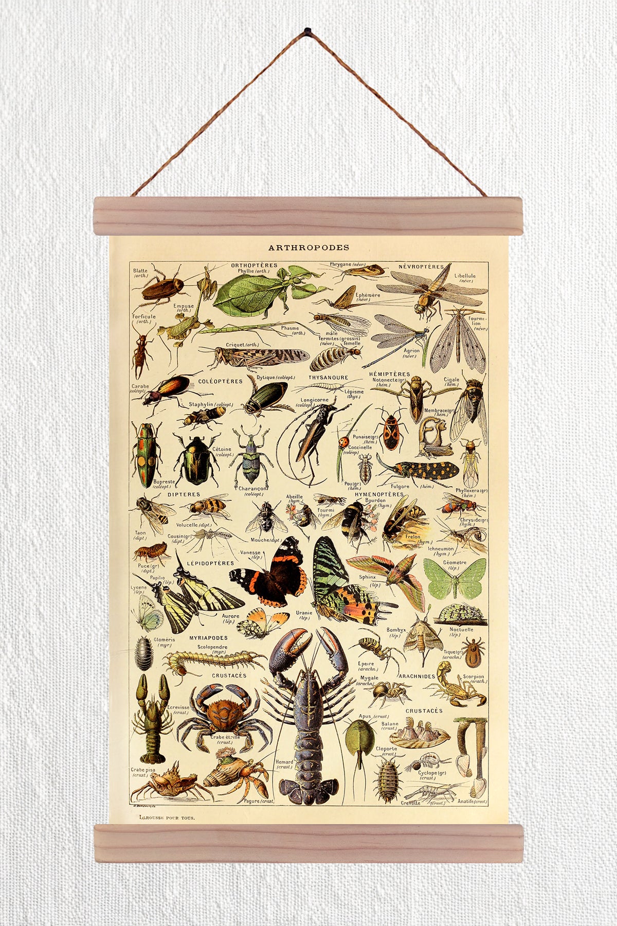 Athropodes
