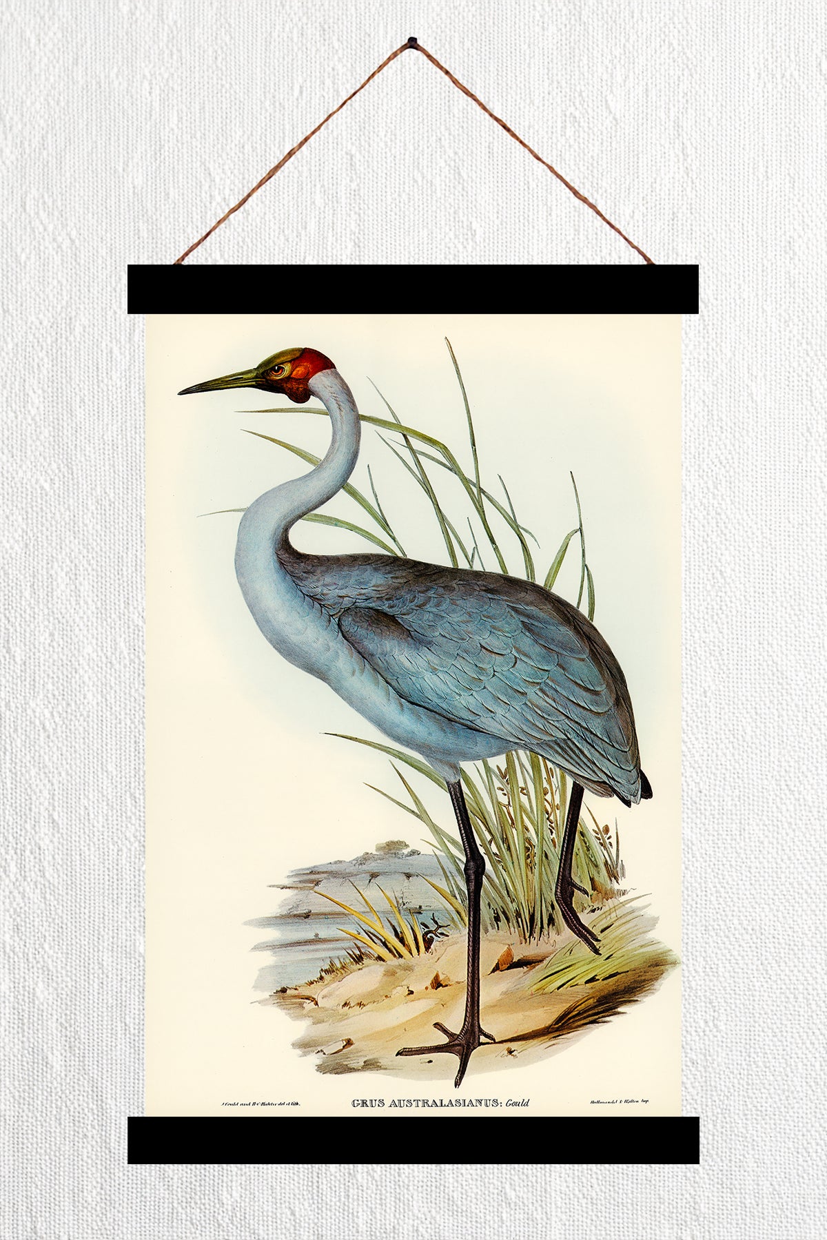 Australian Crane