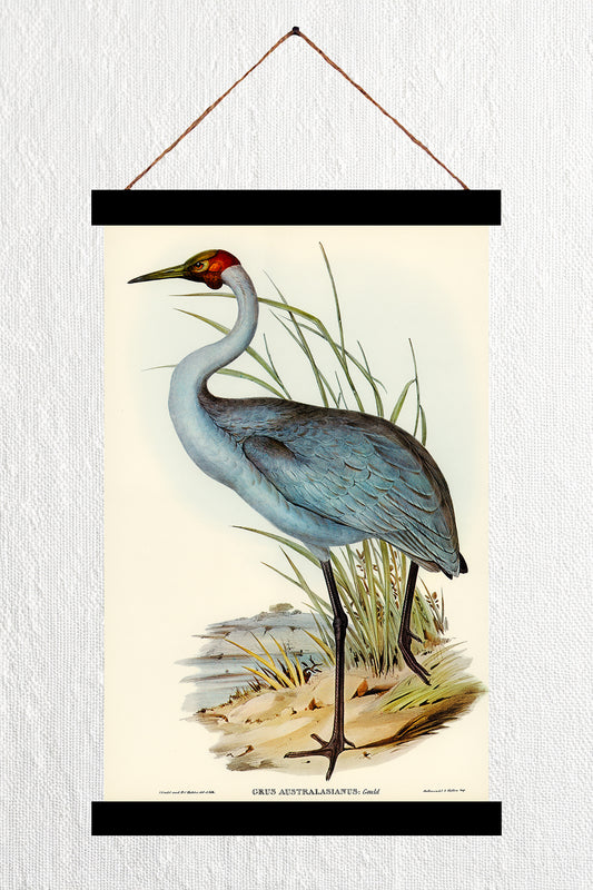 Australian Crane