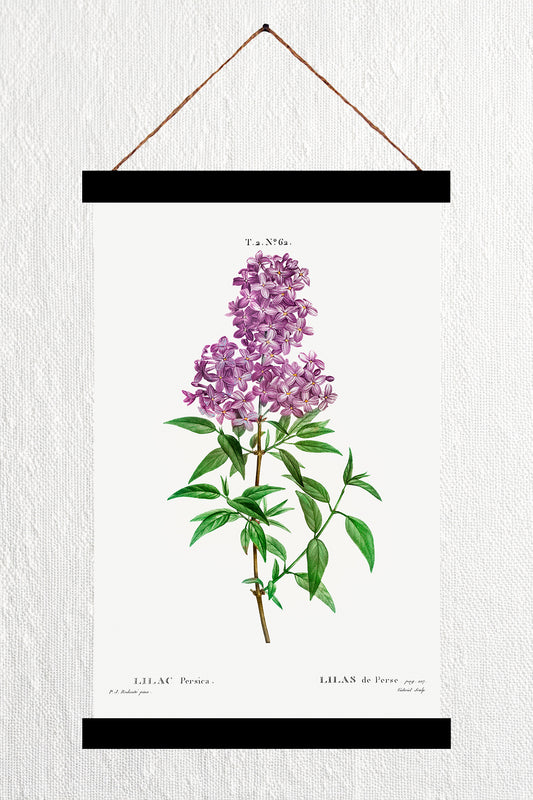 Blooming Persian Lilac