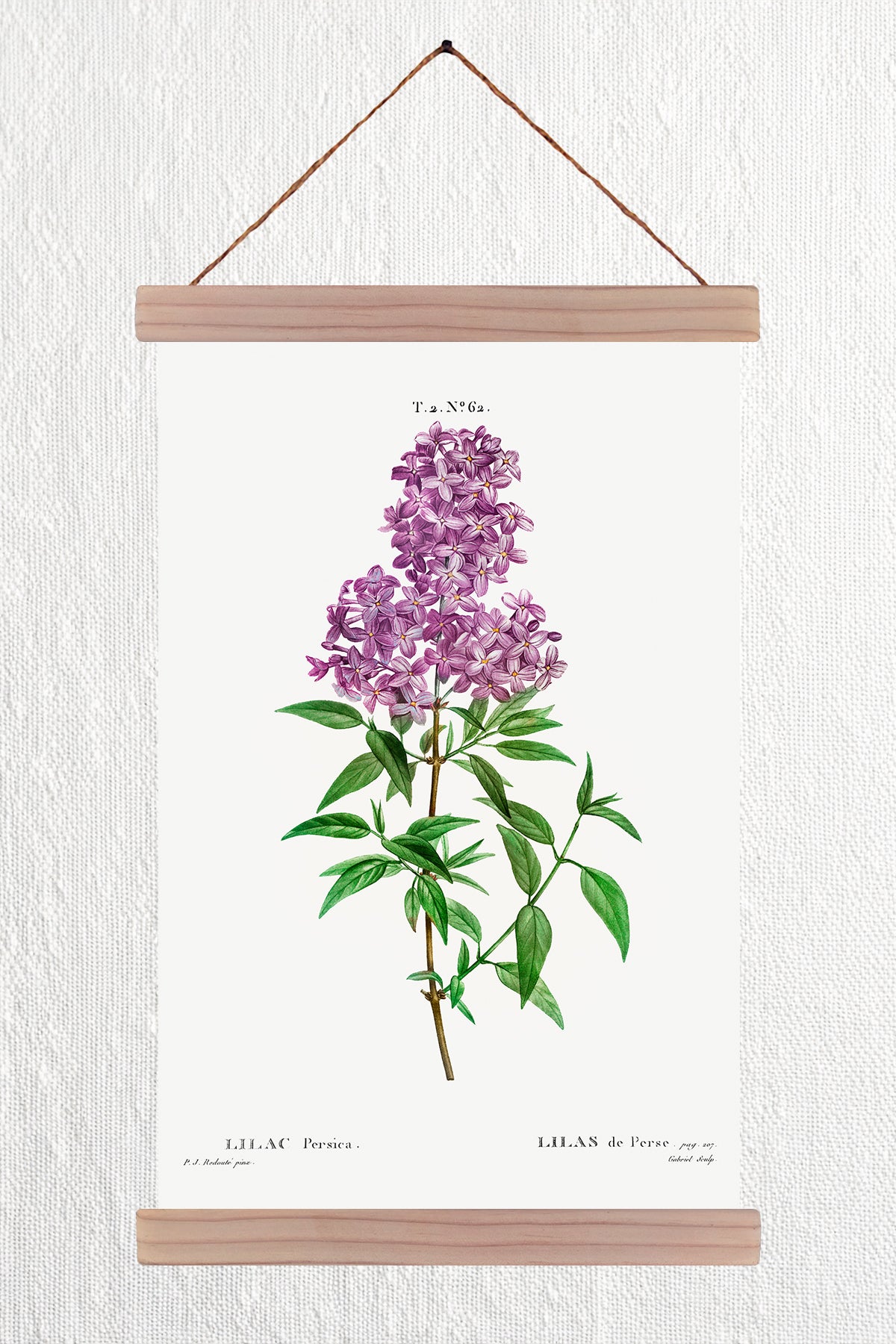 Blooming Persian Lilac