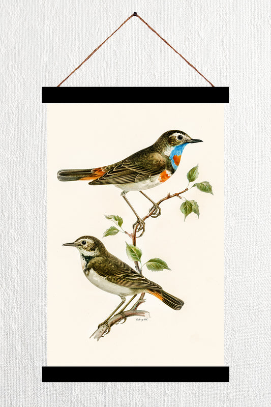 Bluethroat illustrated by the von Wright brothers