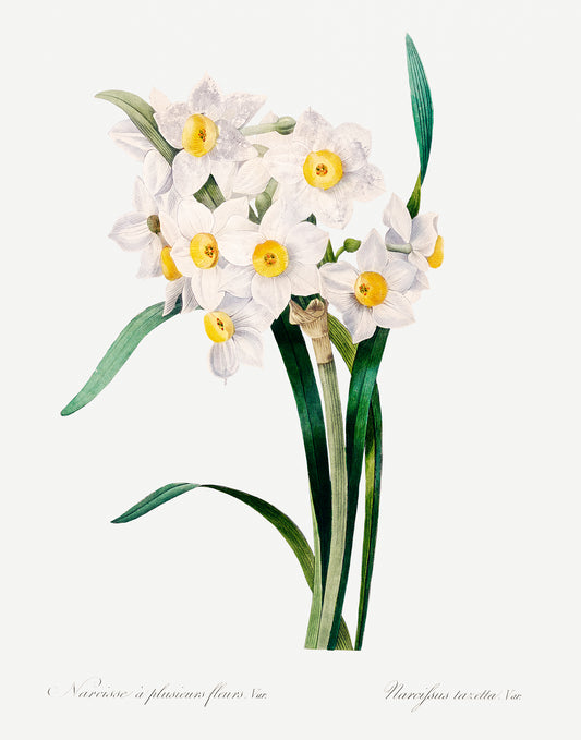 Narcissus
