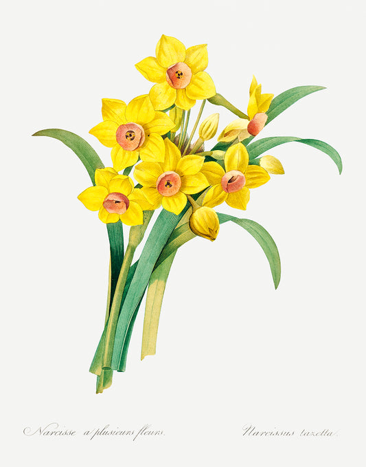 Daffodils