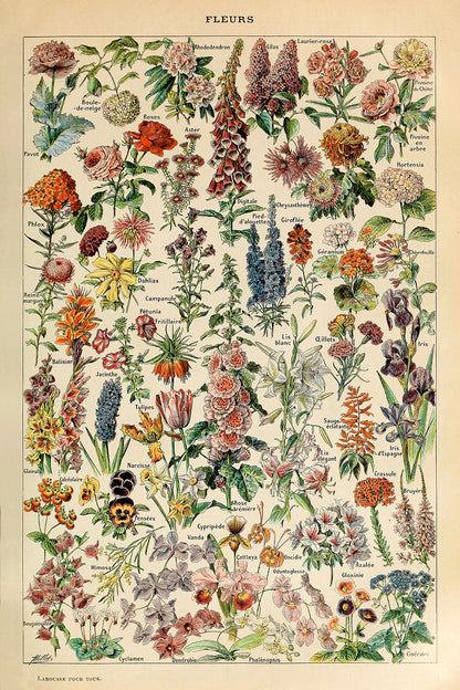 Fleurs