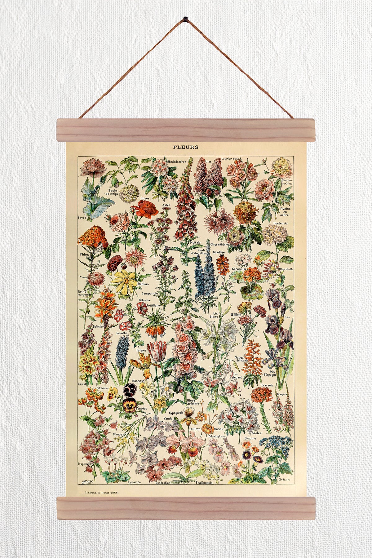 Fleurs