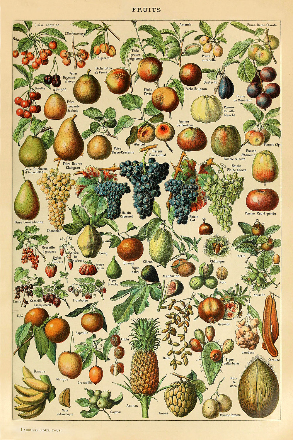 Fruits