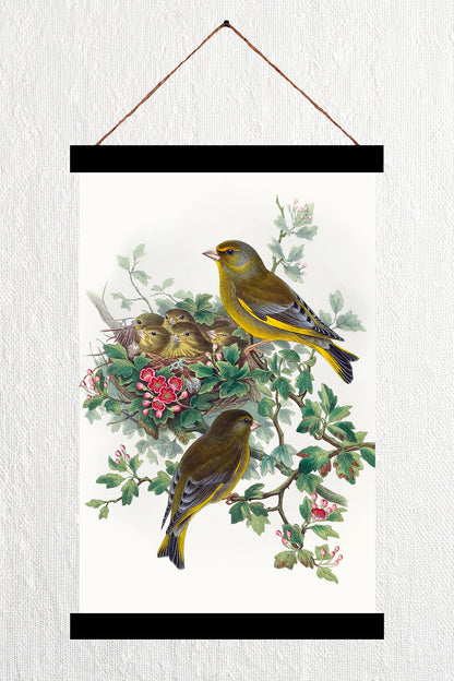 Greenfinch