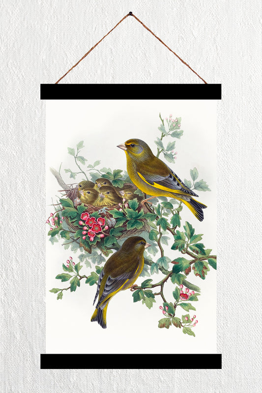 Greenfinch