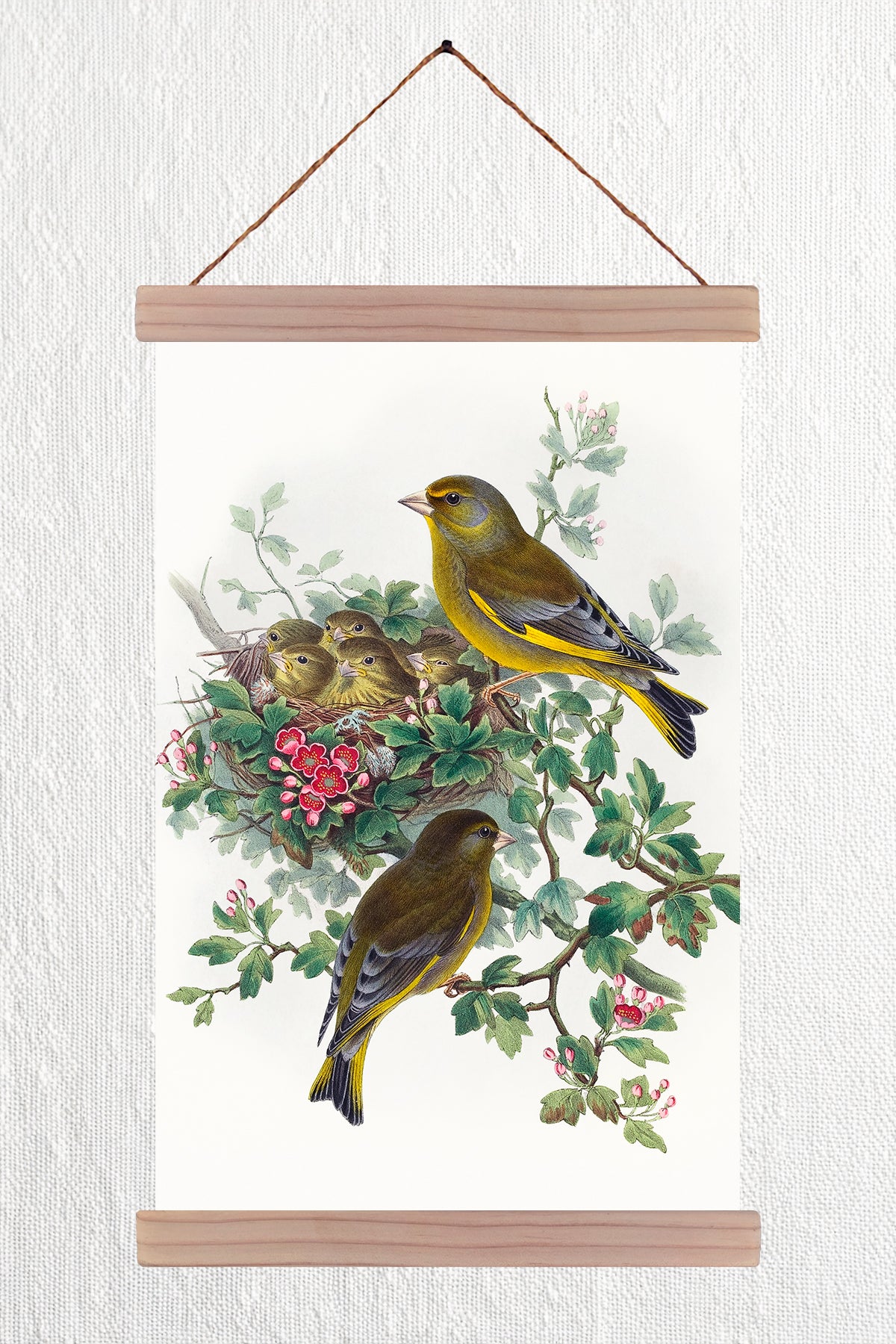 Greenfinch