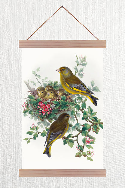 Greenfinch
