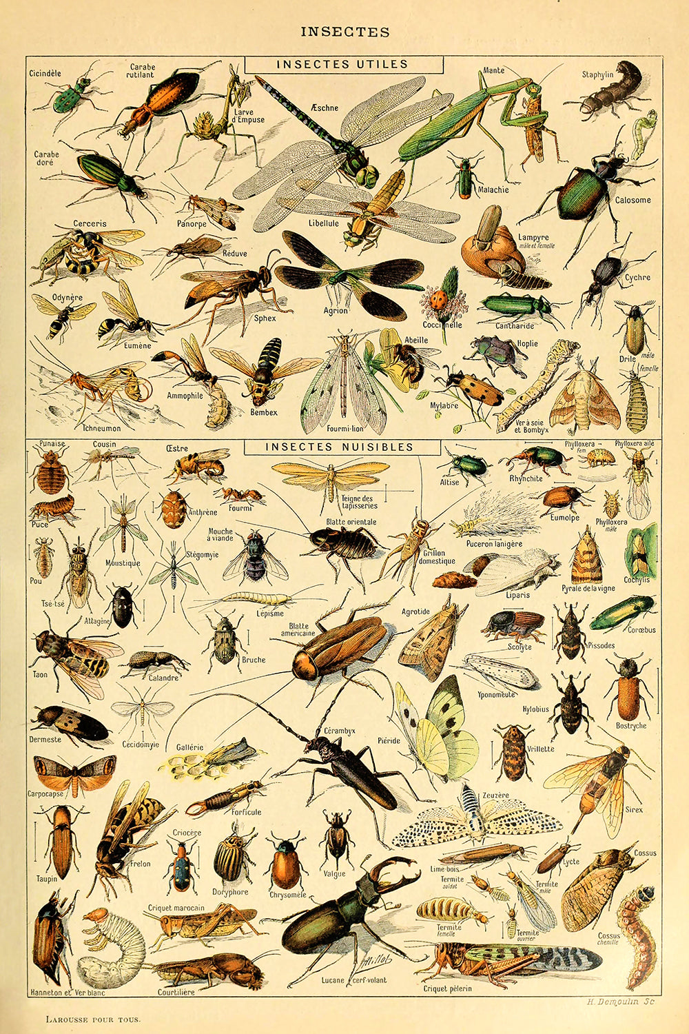 Insectes