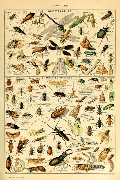 Insectes