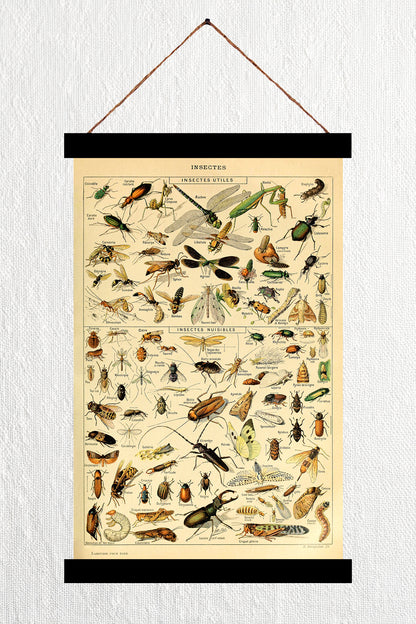 Insectes