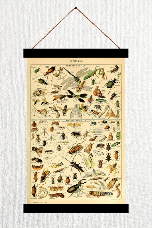 Insectes