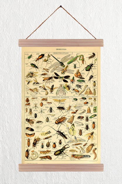 Insectes