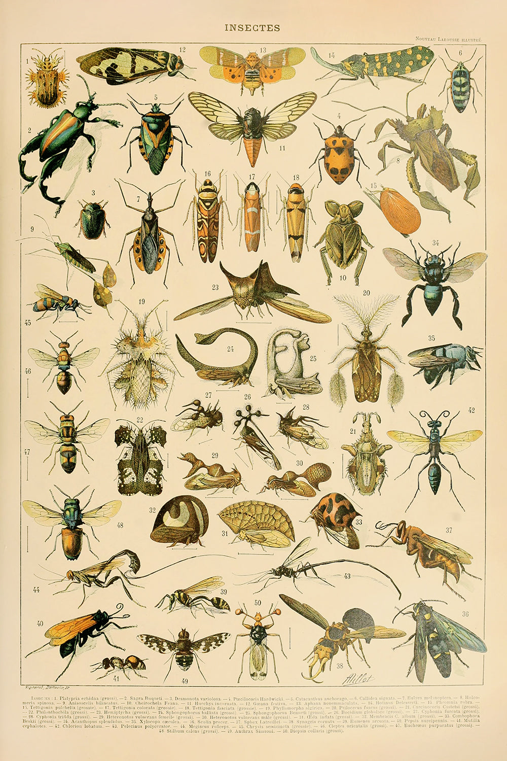 Insectes II