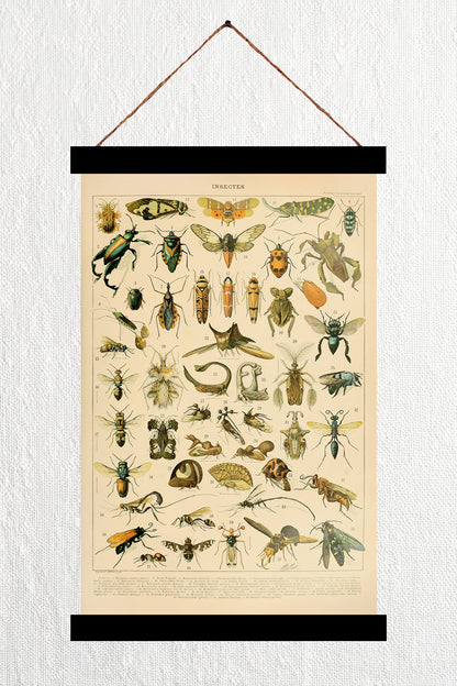 Insectes II