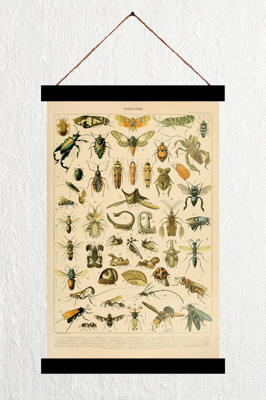 Insectes II