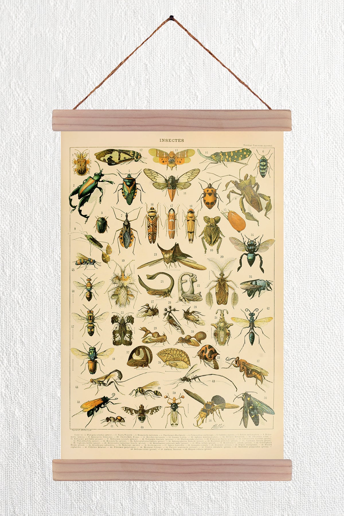 Insectes II