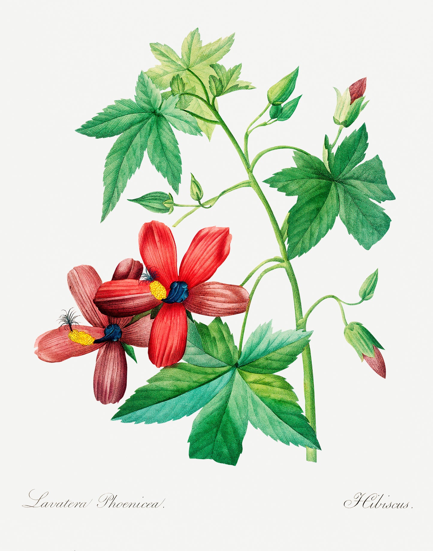 Lavatera Phonica