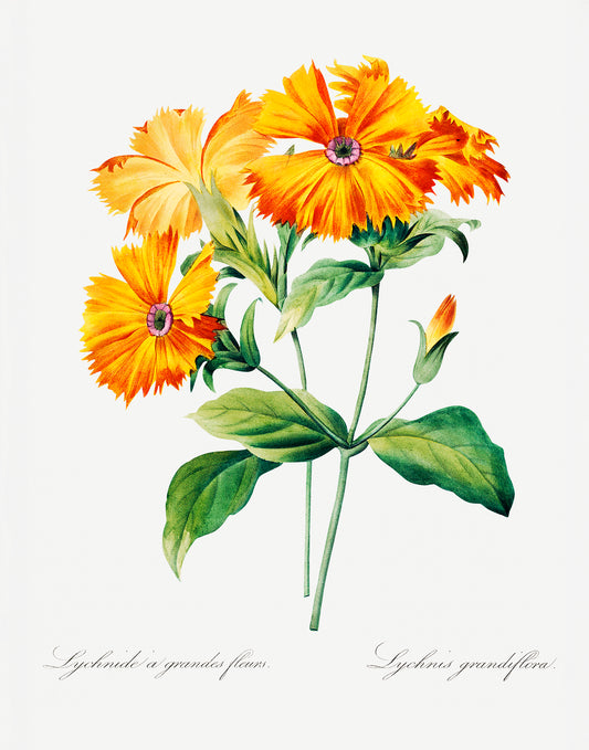 Lychnis Grandiflora